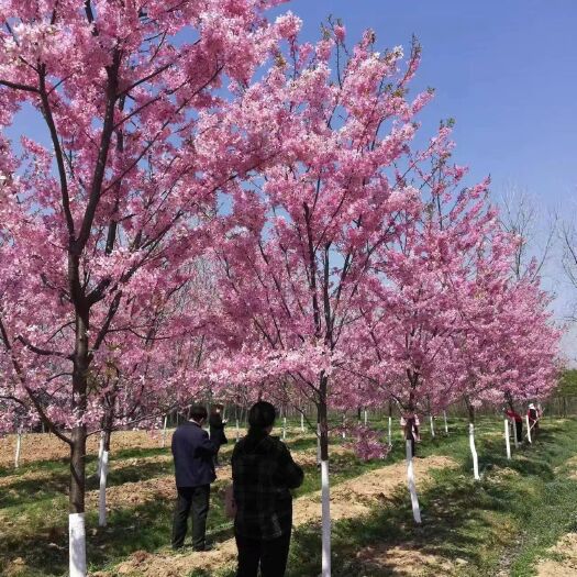 郯城县樱花 飞寒樱  阳光樱  染景吉 阳光樱