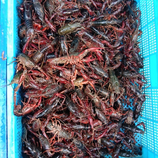 淮安小龙虾