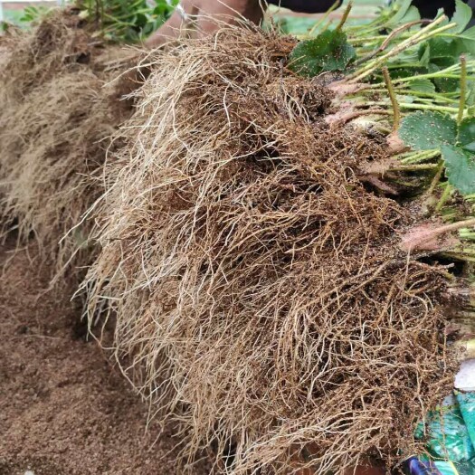 济南建德红草莓苗 越秀草莓苗 甜查理草莓苗冷藏箱加冰发货需要联系