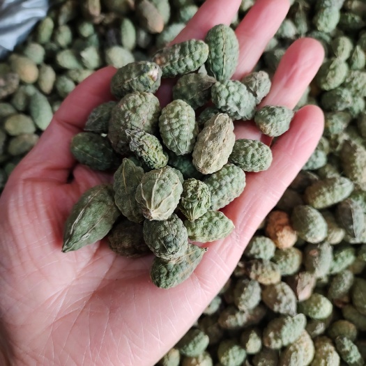 吐鲁番野西瓜 饱满干净 新疆发货