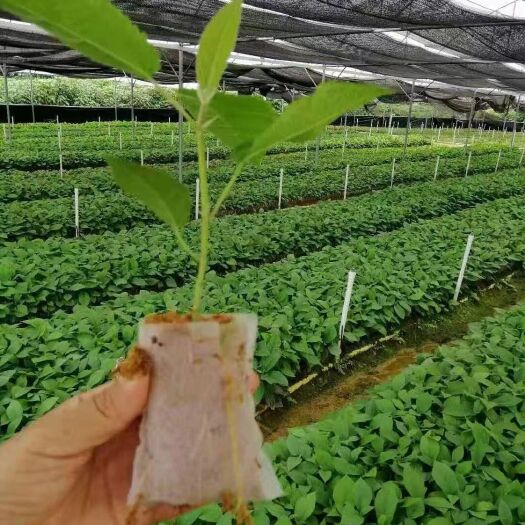 钦州十万亩种植基地五指毛桃苗，指导种植，亩产高，保底签订回购合同