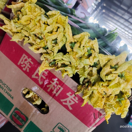 东海县鲜花丝瓜
