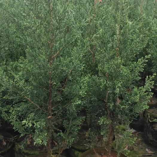 宜良县塔柏  塔柏各种规格  塔柏种植销售