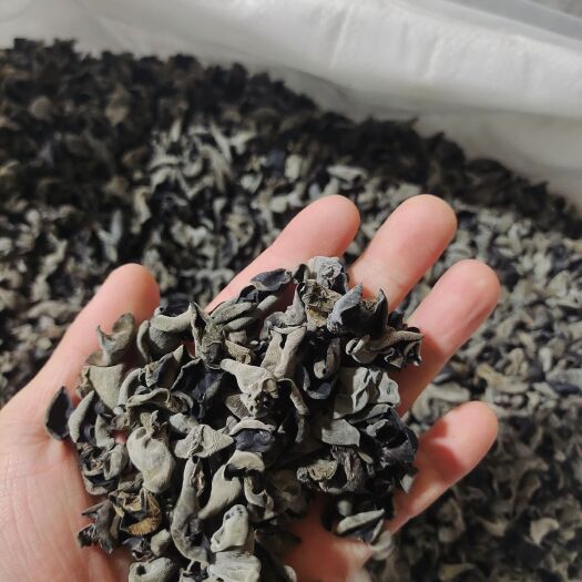 黑木耳   东北黑木耳