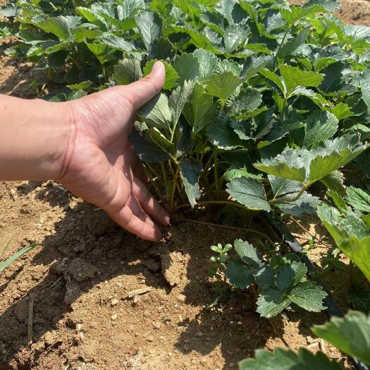 济南法兰地草莓苗 天仙醉草莓苗 甜查理草莓苗 宁玉草莓苗培育