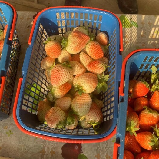 济南粉玉草莓苗 粉玉1号 粉玉2号脱毒一代苗 脱毒二代苗