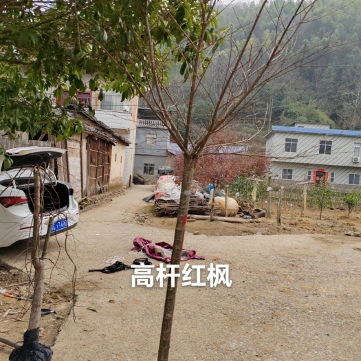 全州县羽毛枫，原生红枫，高杆红枫，日本小叶红枫等