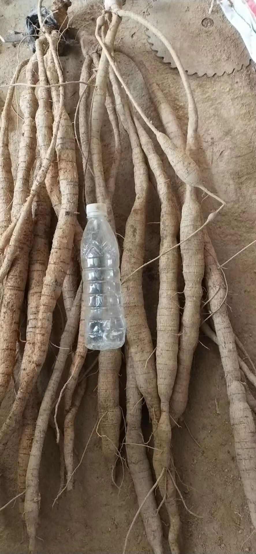 新鲜大叶牛大力，产地货，各种规格长期供应，质优价美！