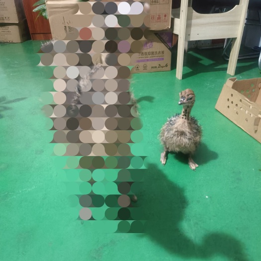 昆明脱温非洲鸵鸟，抗病能力强，好养，体型大