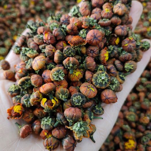 乌鲁木齐高海拔新疆头茬胎菊 颗粒饱满 天然晾晒