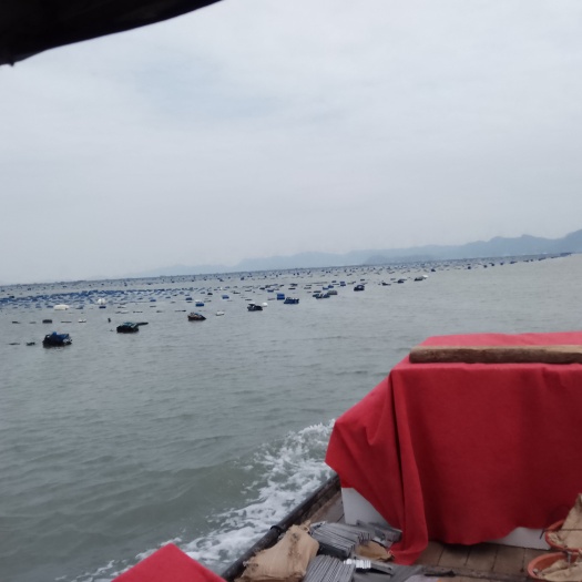 赣州基地合作，开边海鲈鱼，各规格有货
