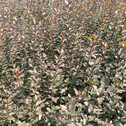 沭阳县基地直销大叶扶芳藤卫矛球工程苗规格齐全