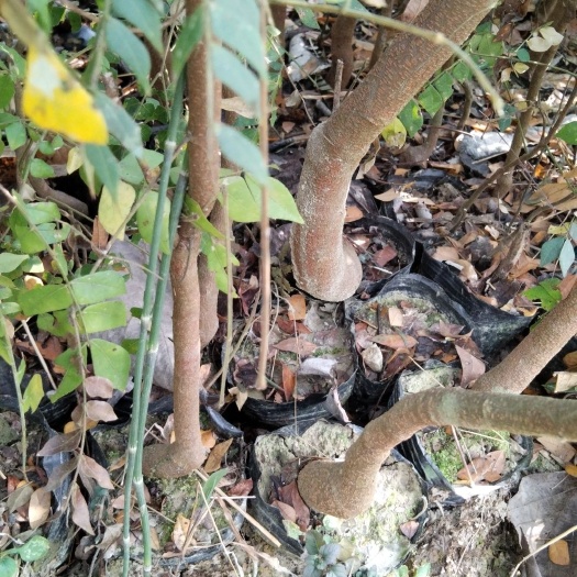 腾冲市猴耳环种苗