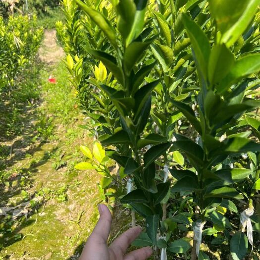 灵山县广西正宗嫁接陈皮柑茶枝柑四会柑新会柑果树苗