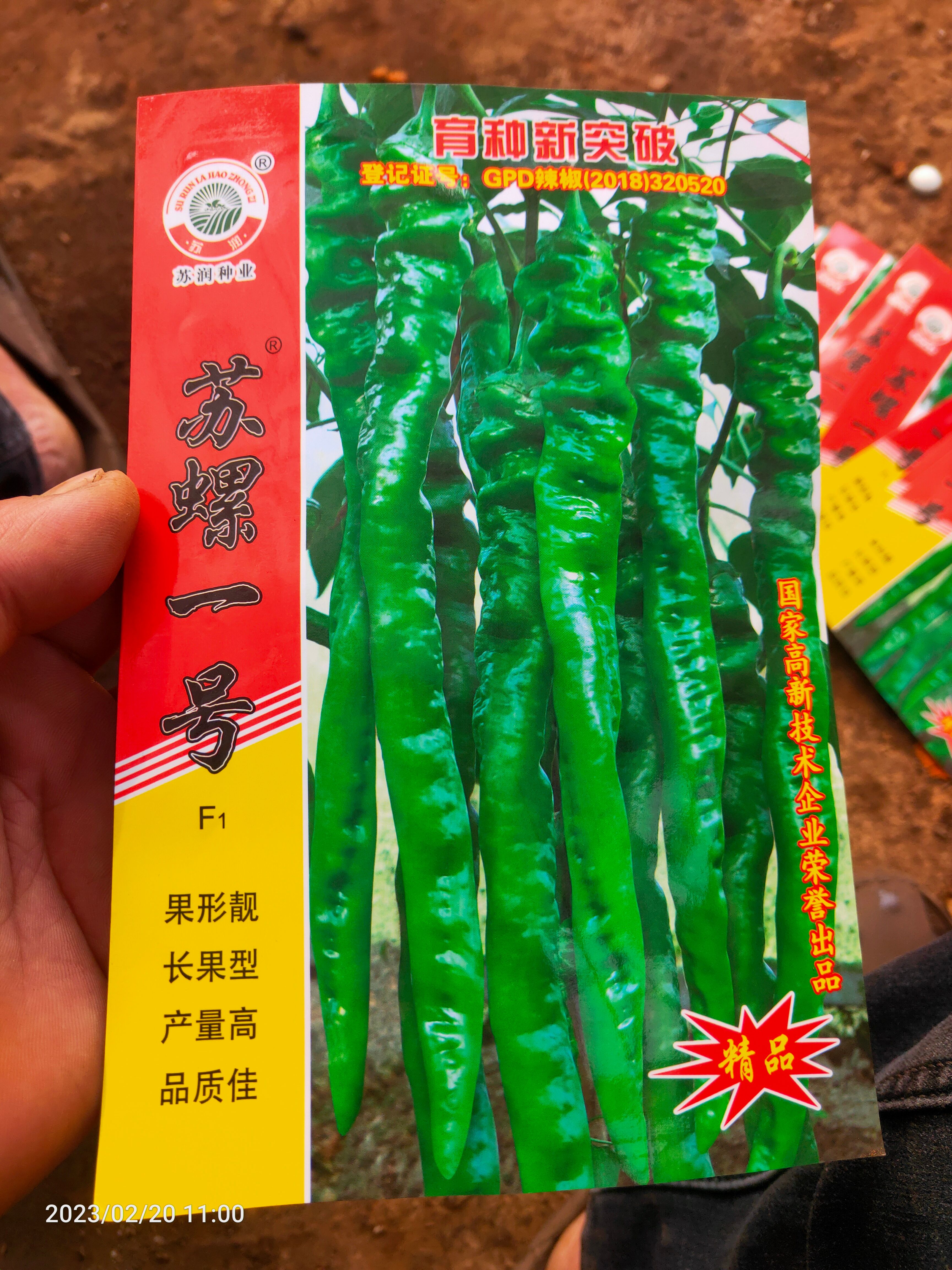通海县辣椒苗(线椒，朝天椒，螺丝椒等)