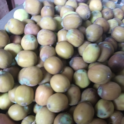 芜湖新鲜莲子，花莲子，老莲子，保证品质，长期供应，货源稳定。