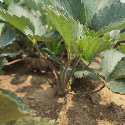 济南甜宝草莓苗 黔莓一号草莓苗 建德红草莓苗 红玉草莓苗批发