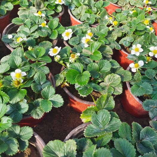 青州市草莓盆栽，质量保障