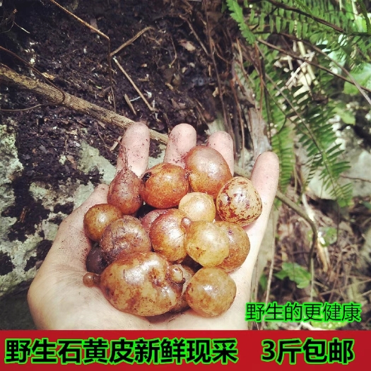连州市粤北新鲜石黄皮现挖肾蕨凤凰蛋石上丸蛇蛋蜈蚣草石枇杷500g