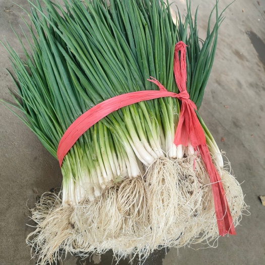 遂溪县四季葱，小葱
