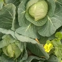 芒市圆包菜  包菜（甘蓝）千亩基地直供，现摘现发