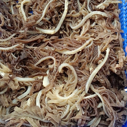 成都本色黑千层  黑毛肚千层肚