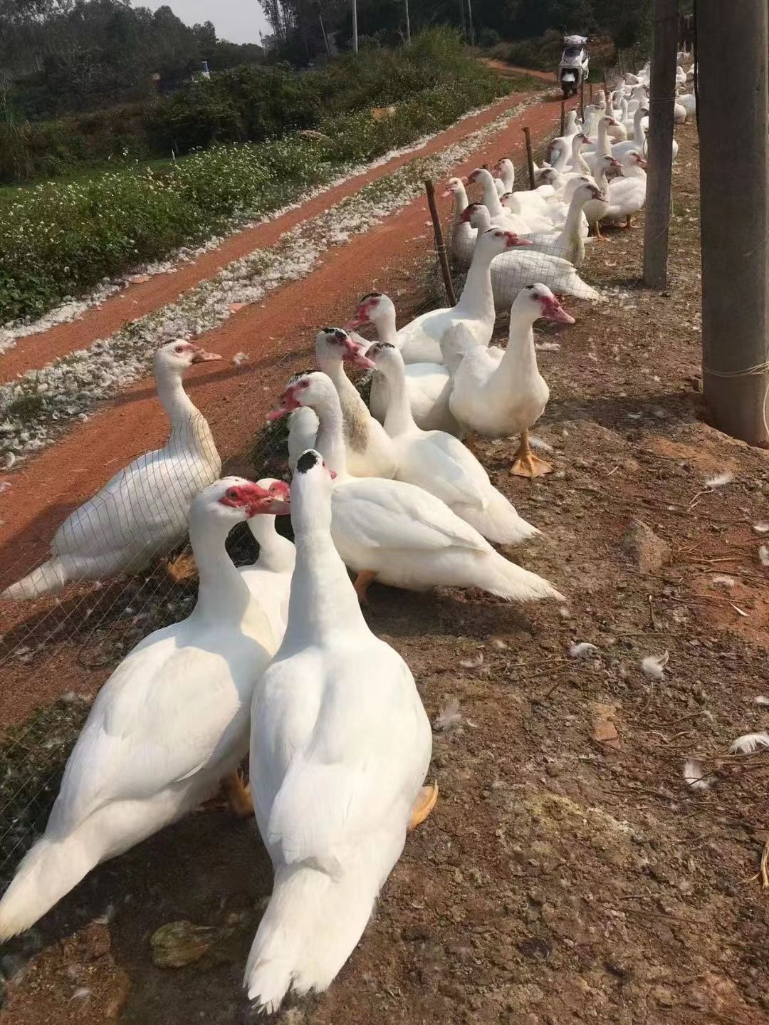 南宁白番鸭  成年10到12斤  孵化厂直销  打好疫苗