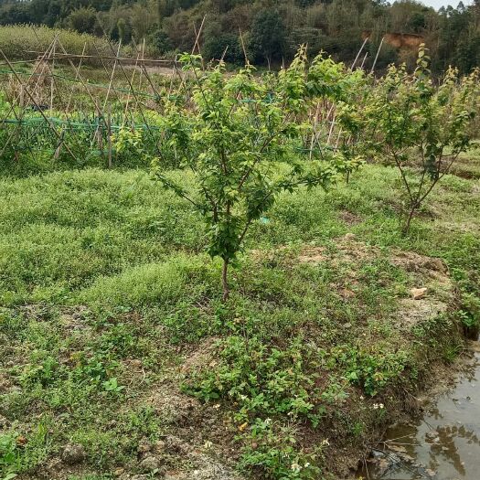 佛冈县青梅树，酸梅树2公分径，高度1米。现货1000棵。低价清理。