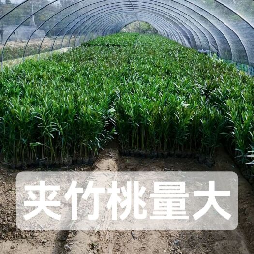 鄢陵县红花夹竹桃河南鄢陵货源