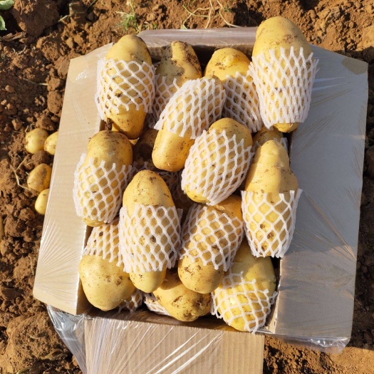 昆山市山东荷兰土豆
