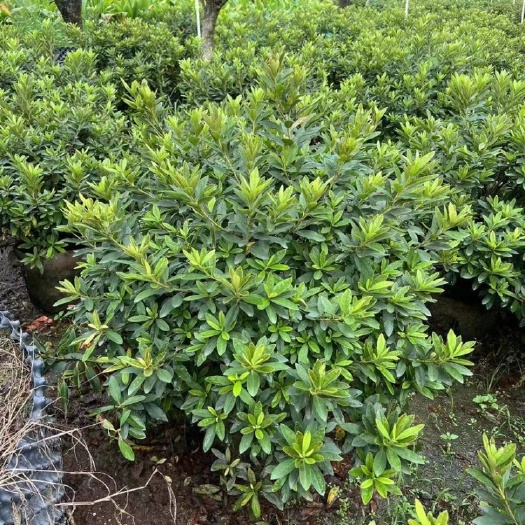 漳浦县福建漳州苗木基地直接出货 毛杜鹃，锦绣杜鹃，毛娟，紫娟球