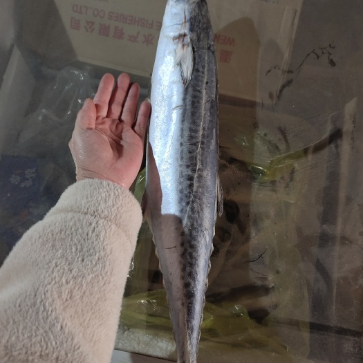 滨州燕尾鲅鱼，马鲛鱼！船冻及时！鲜度高每条2/4斤