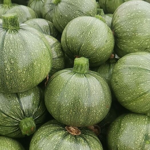 横州市广西横县西葫芦，小南瓜，大量现货，欢迎老板来电，支持全国发货