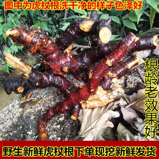 吴川市新鲜生虎杖根酸筒杆大接骨花斑竹土大黄斑杖根黄地榆中草药一斤