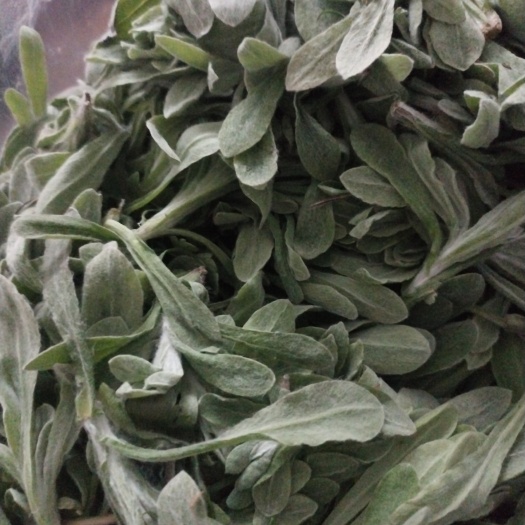 重庆市鼠曲菜