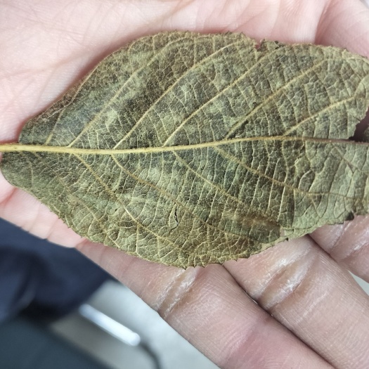 亳州紫珠葉，正品紫珠葉，杜虹花干燥葉