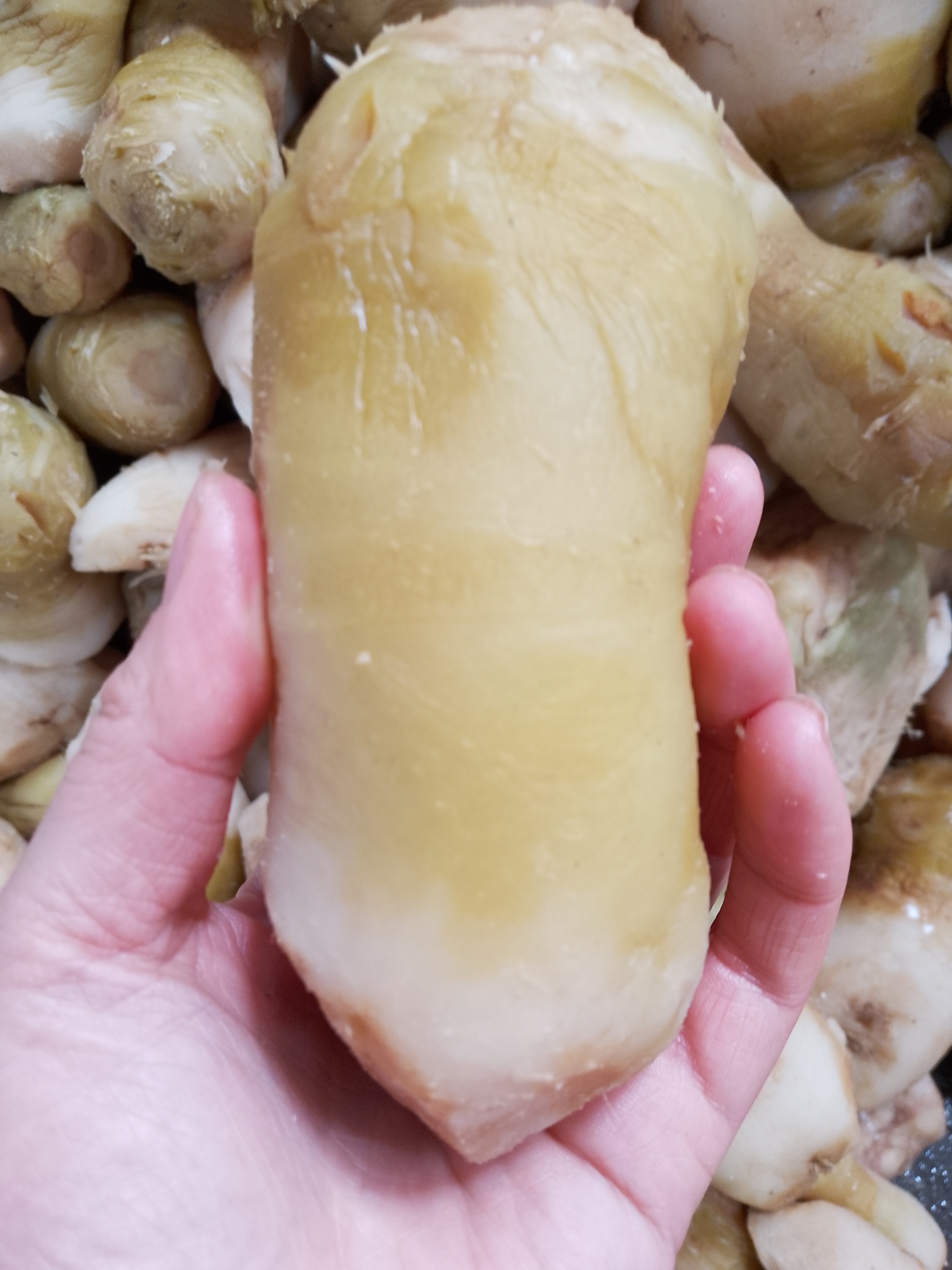 燕子賣泡貨