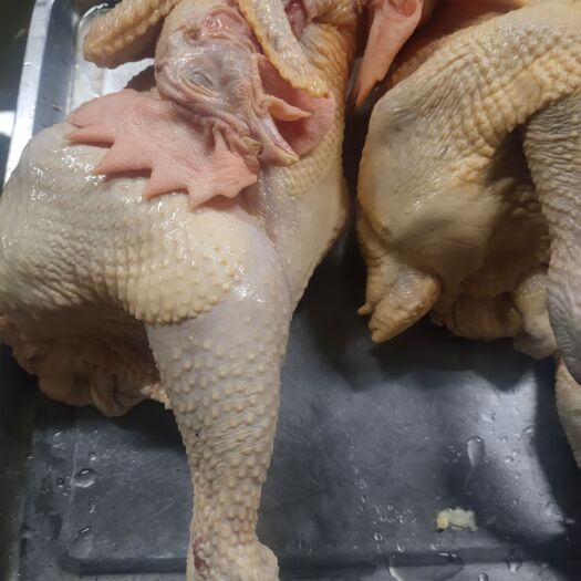 保定麻公鸡，4个月龄，肉质稍紧。