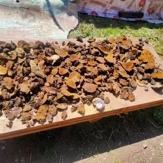 成都岩桑黄