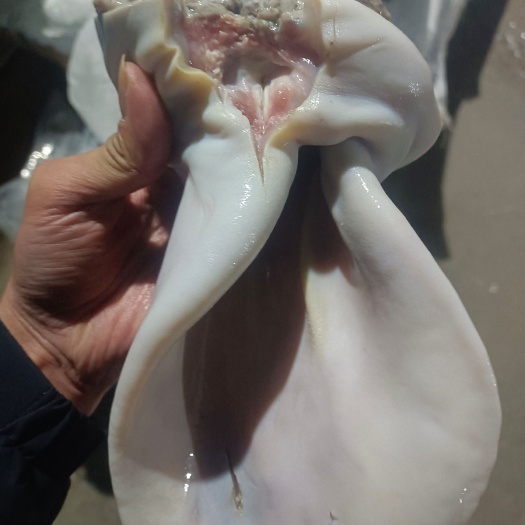 淮北手工退毛牛耳。
