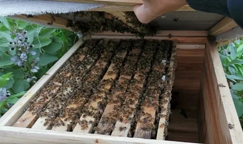 镇雄县土蜂中蜂种蜂出售70一脾