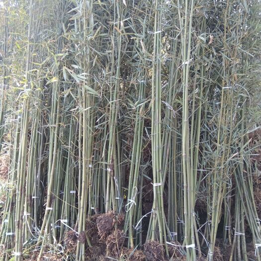 沭阳县青竹