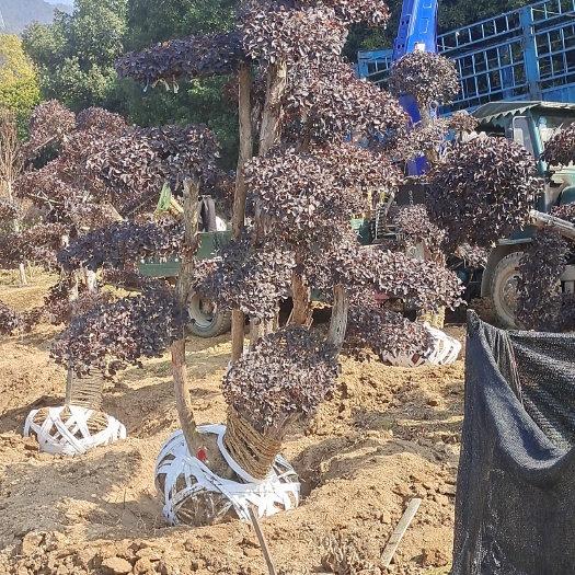 长沙红花继木桩景基地批发大量货源苗木主景之选