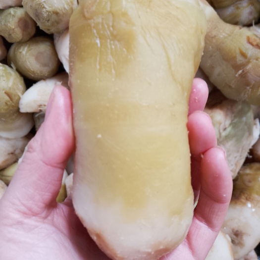 资阳大头菜芥菜头盘菜