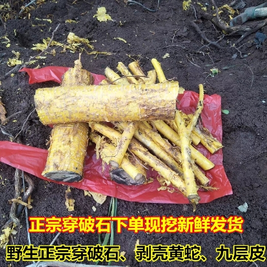 连州市现挖穿破石新鲜九层皮剥壳黄蛇金腰带根山荔枝根柘刺根500g