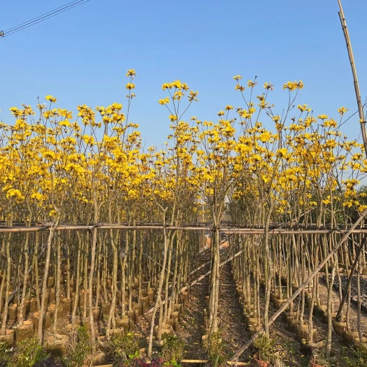 普宁市广东揭阳黄花风铃木乔木苗木 2.5米高0.8米冠幅带营养钵