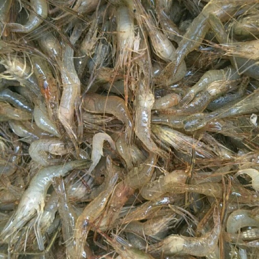 白虾