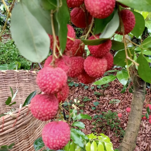 东莞市桂味荔枝，糯米糍荔枝