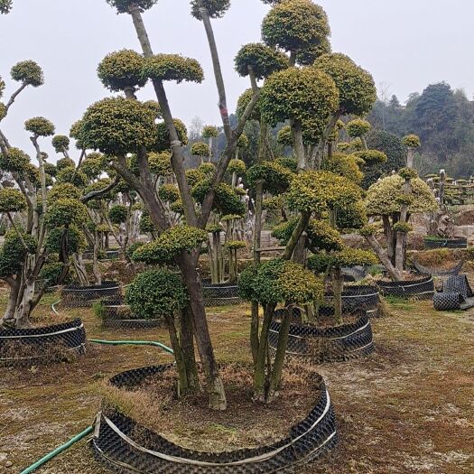 亮晶女贞桩景基地批发供应庭院广场主景苗