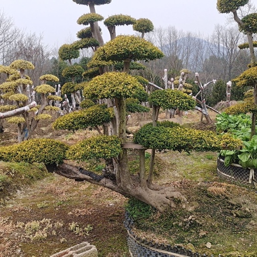 长沙亮晶女贞桩景基地批发供应庭院广场主景苗
